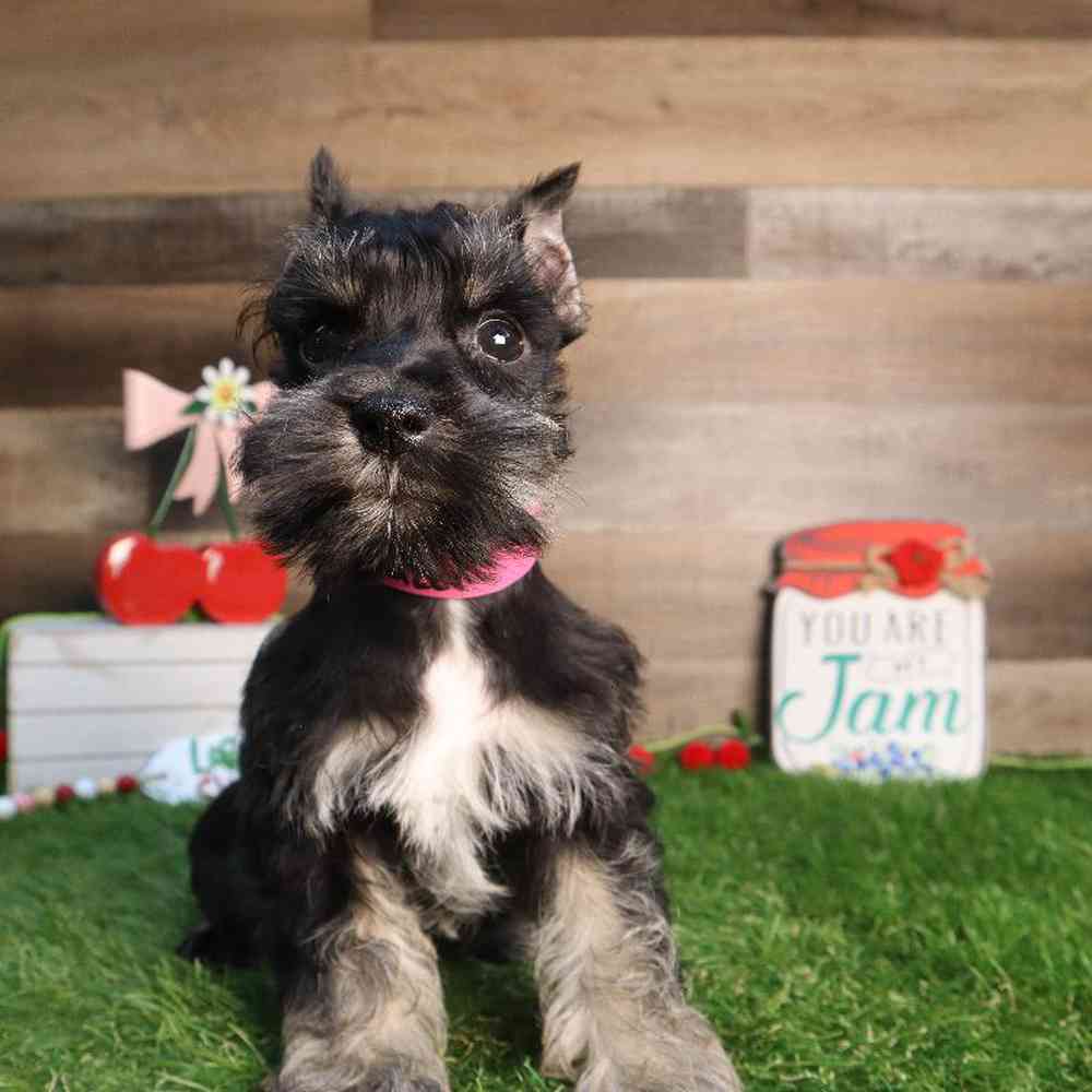 carousel pet images