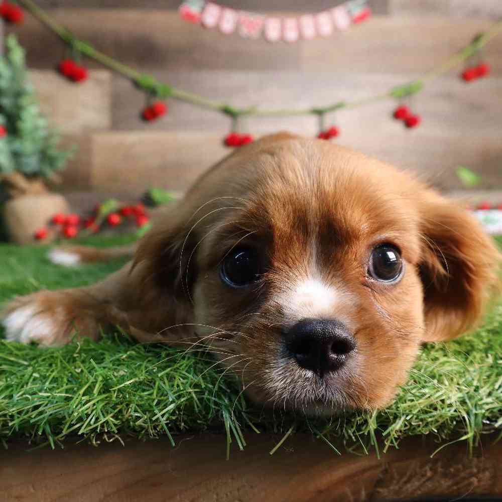 Male Cavalier King Charles Spaniel Puppy for Sale in Blaine, MN