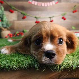 Cavalier King Charles Spaniel