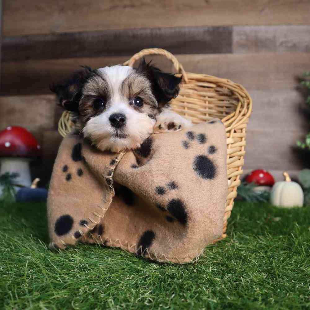 Male Morkie Puppy for Sale in Blaine, MN