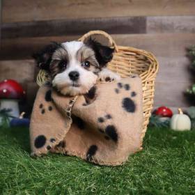 Morkie