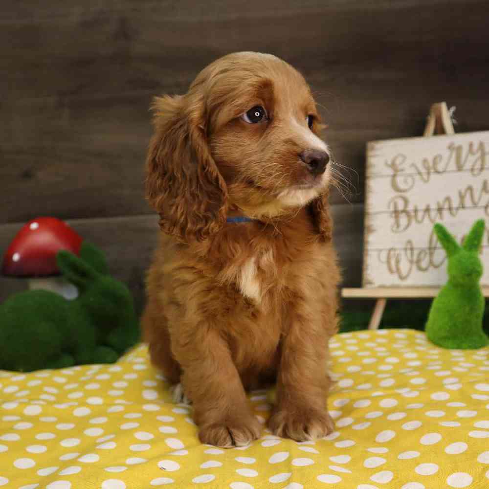 carousel pet images