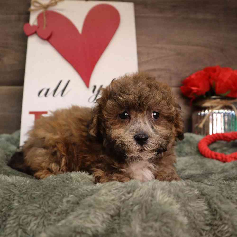 carousel pet images