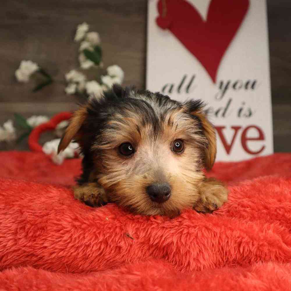 Male Yorkshire Terrier Puppy for Sale in Blaine, MN