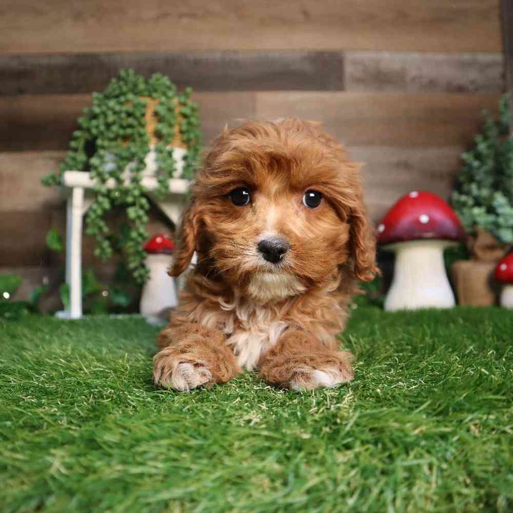 carousel pet images