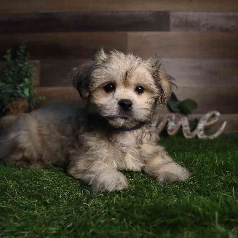 Male Malshi Puppy for Sale in Blaine, MN