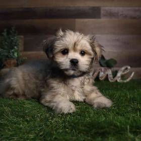 Malshi