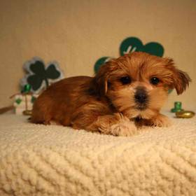 Shorkie