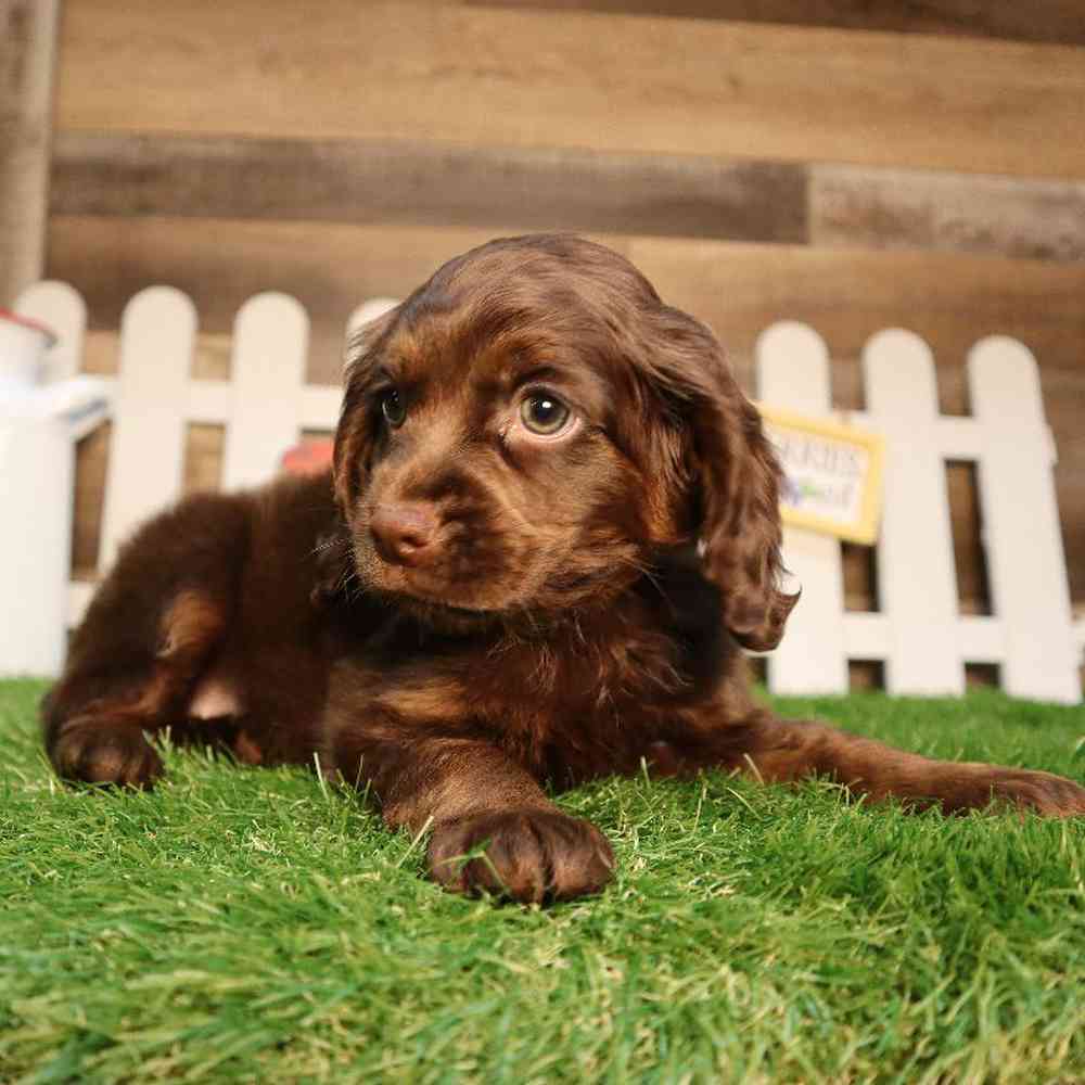 Female Cockapoo Puppy for Sale in Blaine, MN