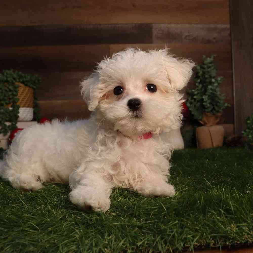 Image of a pet breed in the gallery