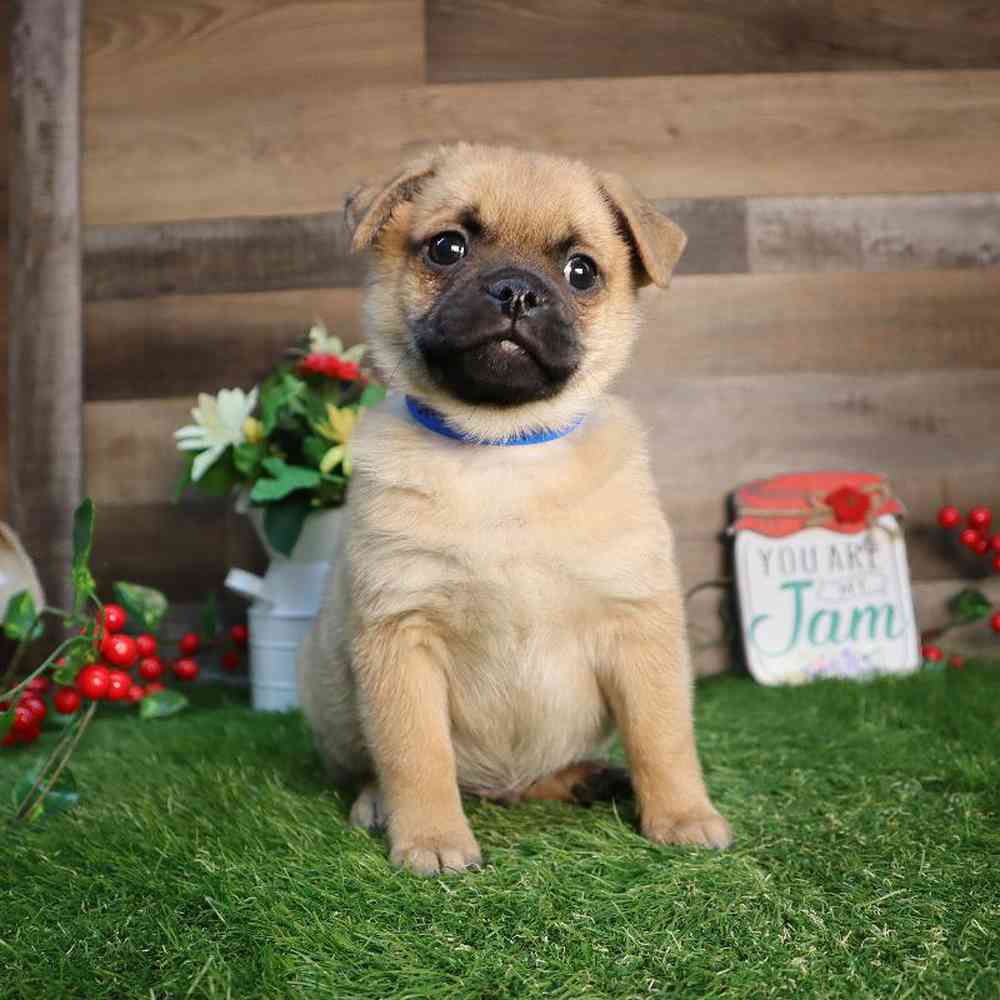 Male Pugpom Puppy for Sale in Blaine, MN