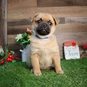 Pugpom
