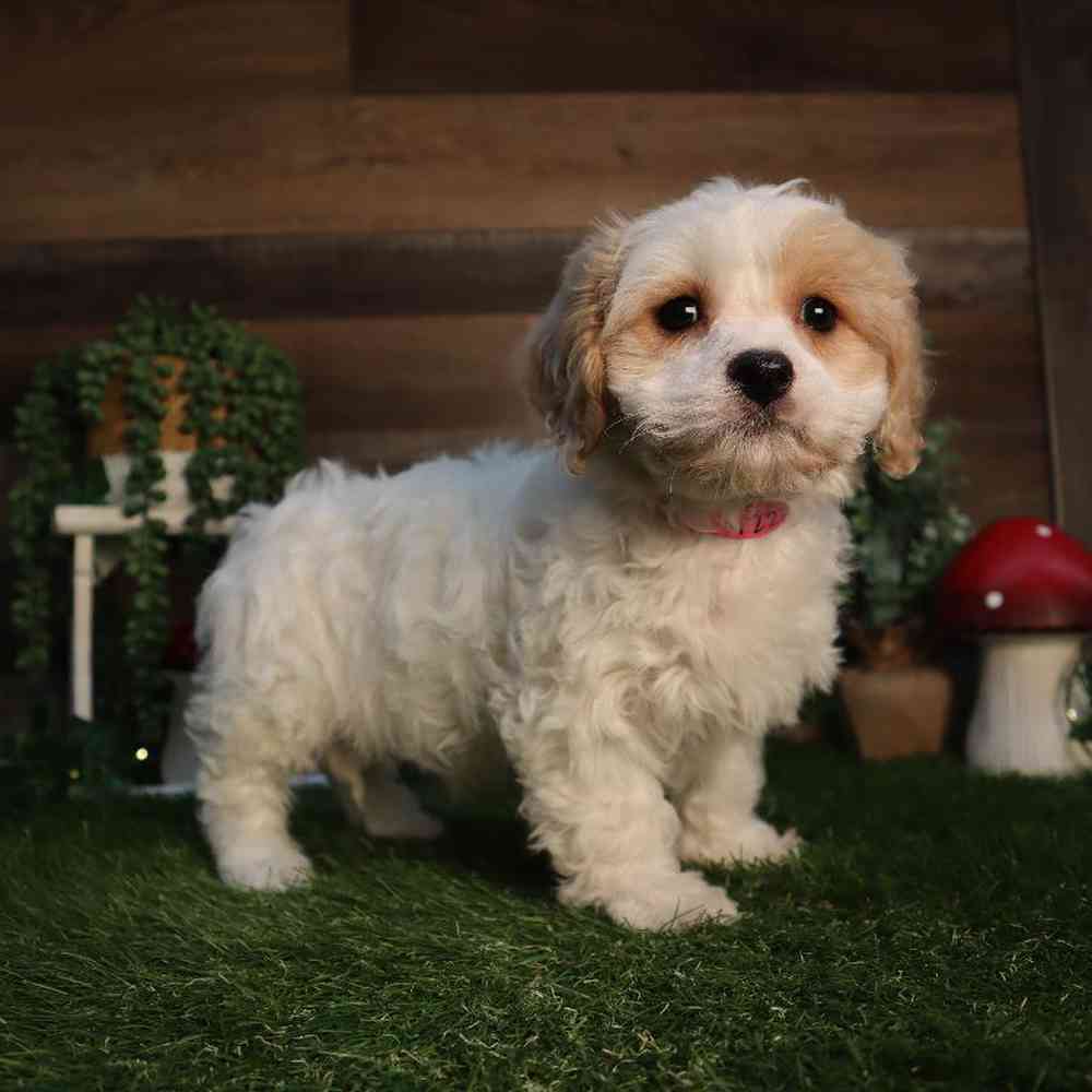 carousel pet images