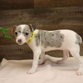 Rat Terrier