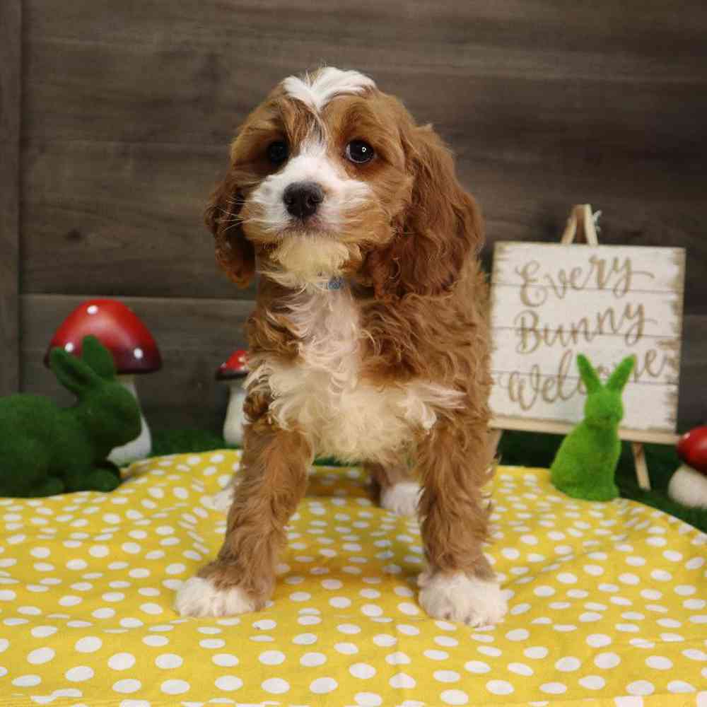 carousel pet images