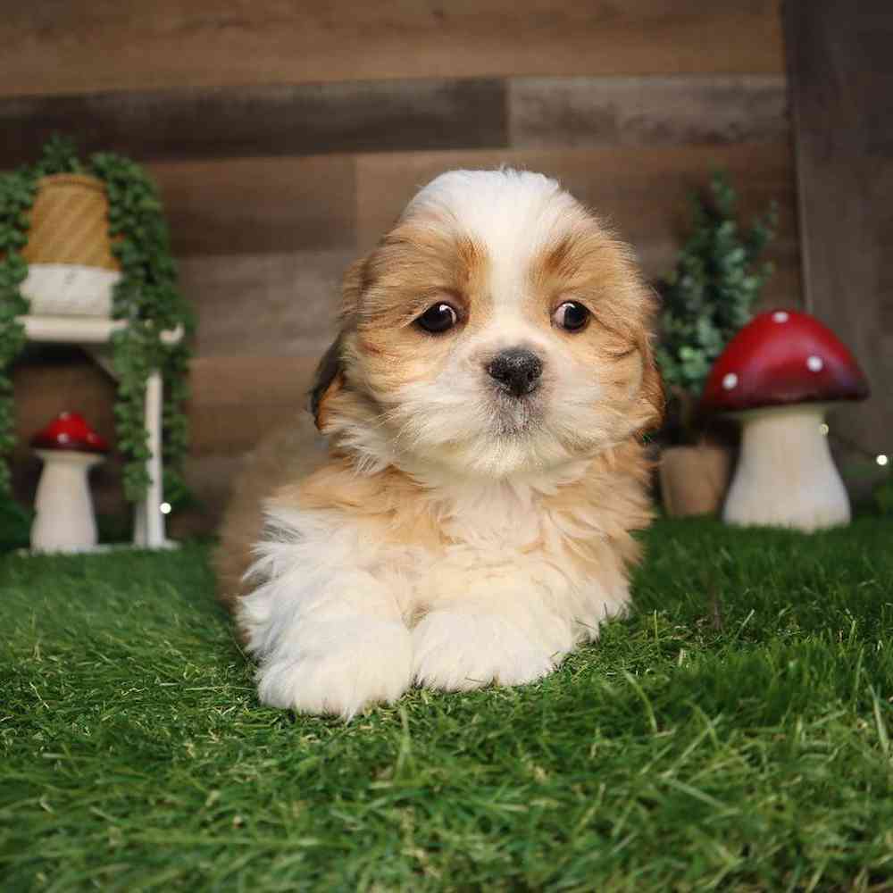 carousel pet images