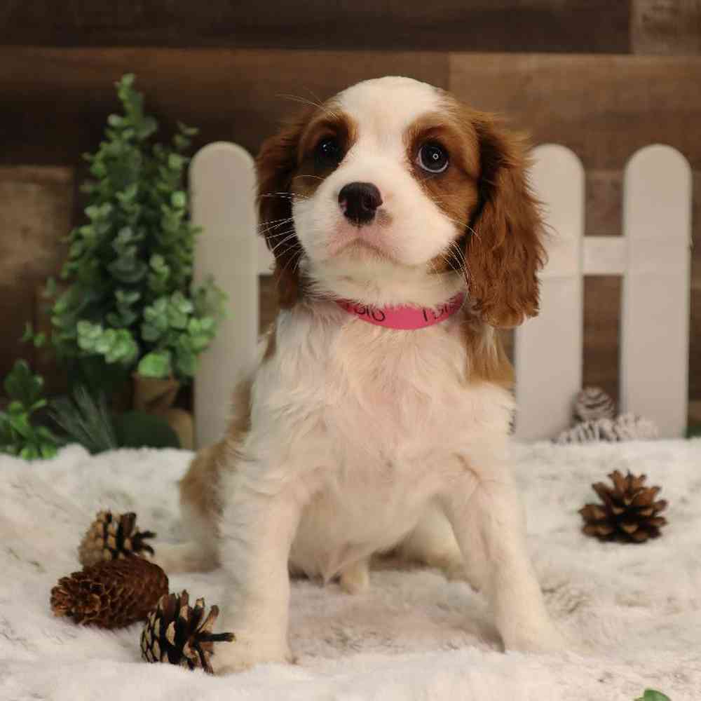 Female Cavalier King Charles Spaniel Puppy for Sale in Blaine, MN
