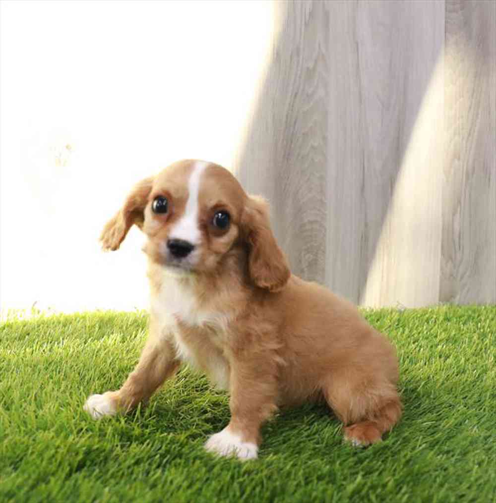 carousel pet images