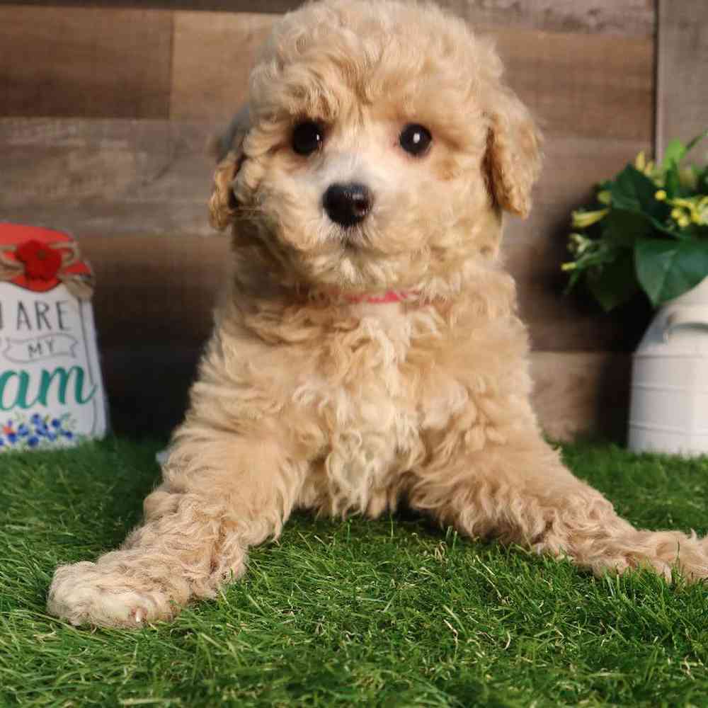 Female Bichon-Poo Puppy for Sale in Blaine, MN