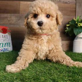 Bichon-Poo