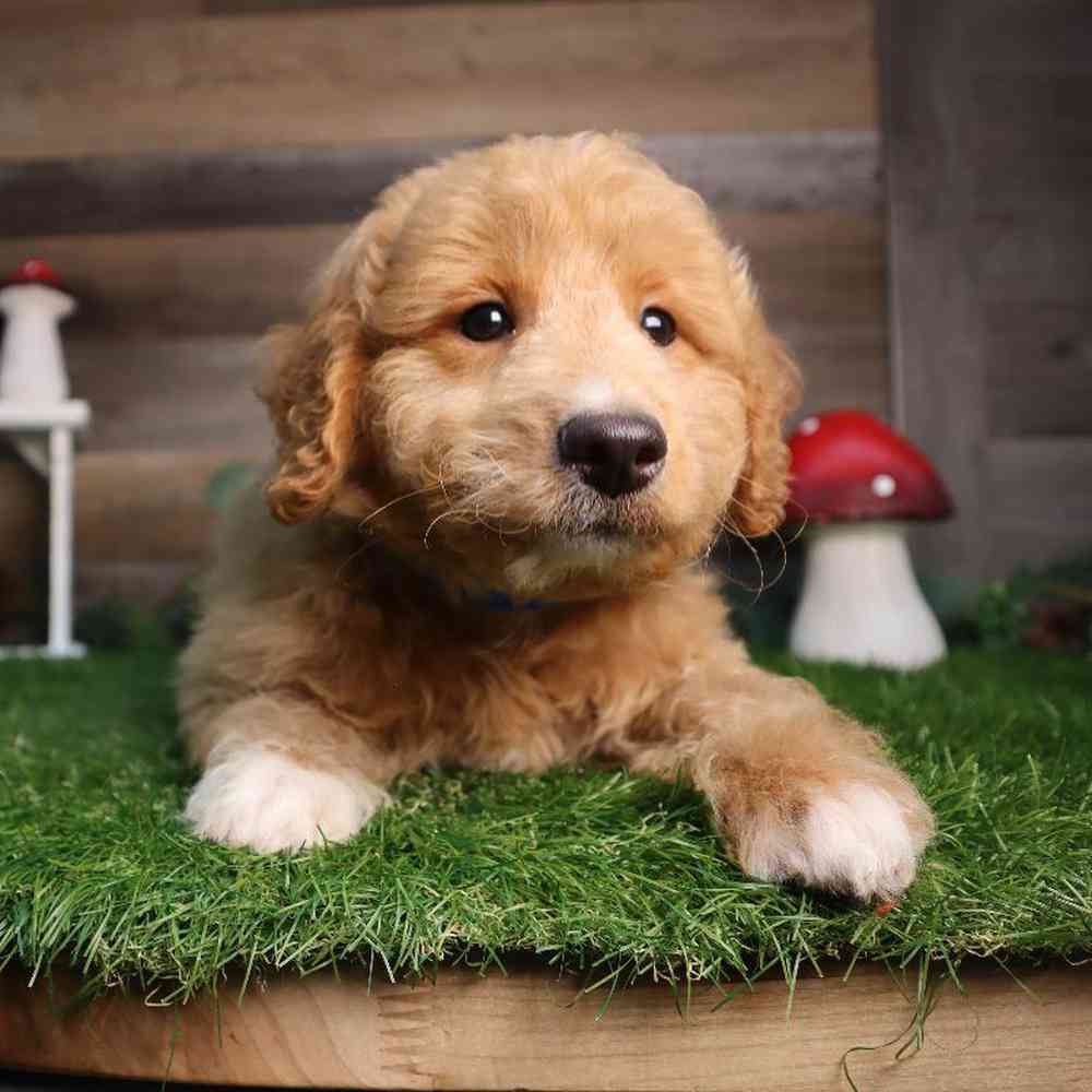 carousel pet images
