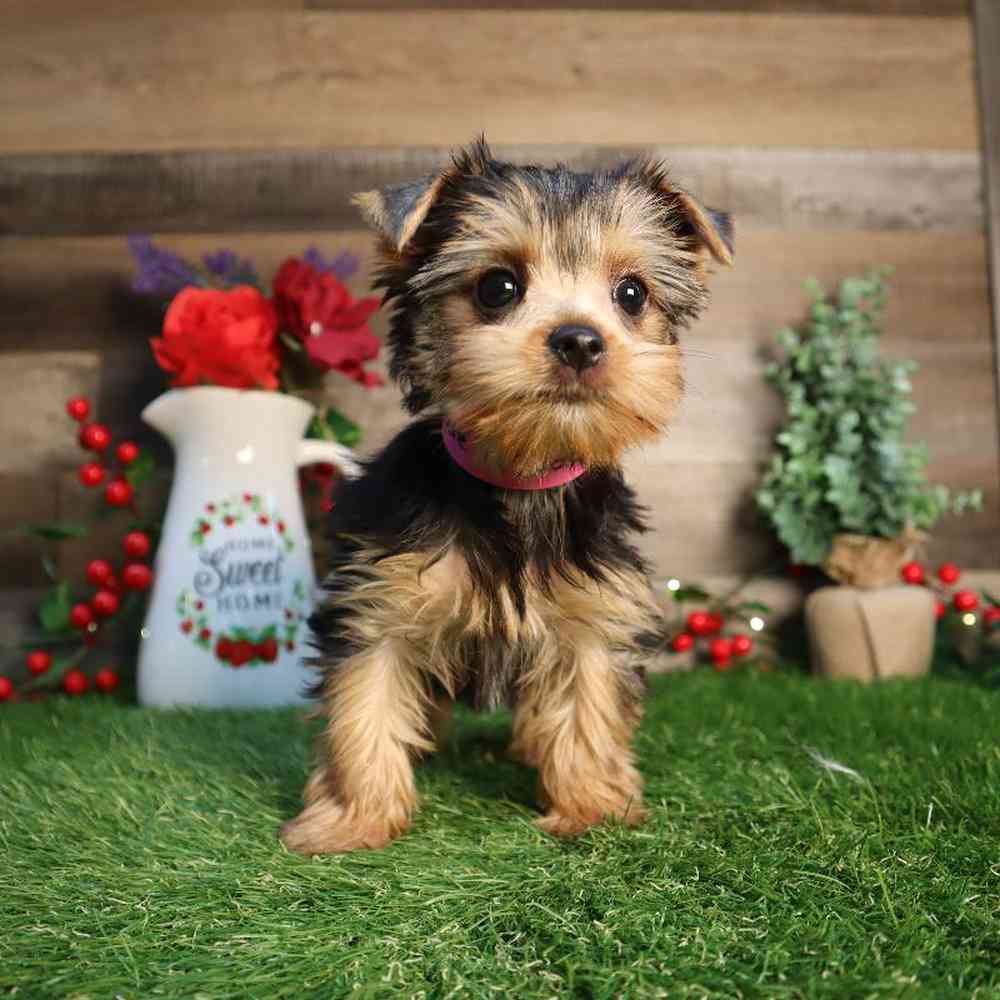carousel pet images