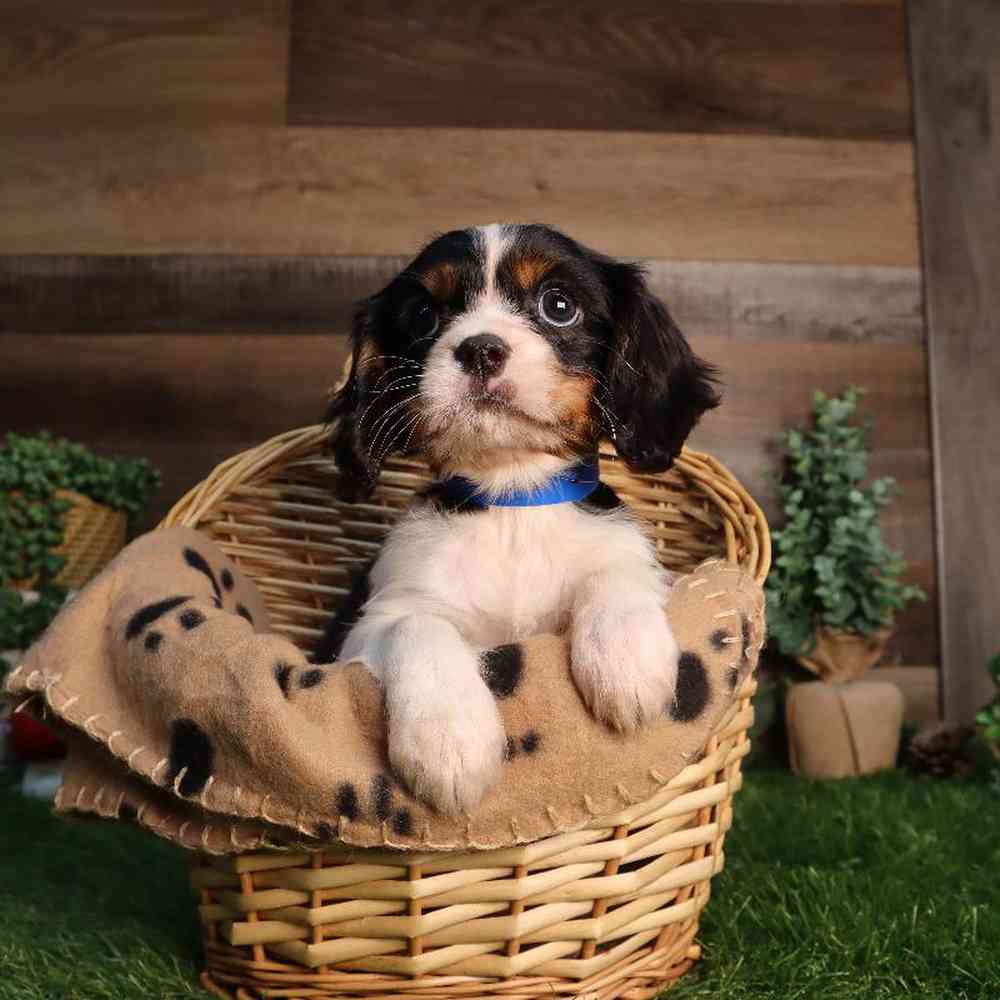 carousel pet images