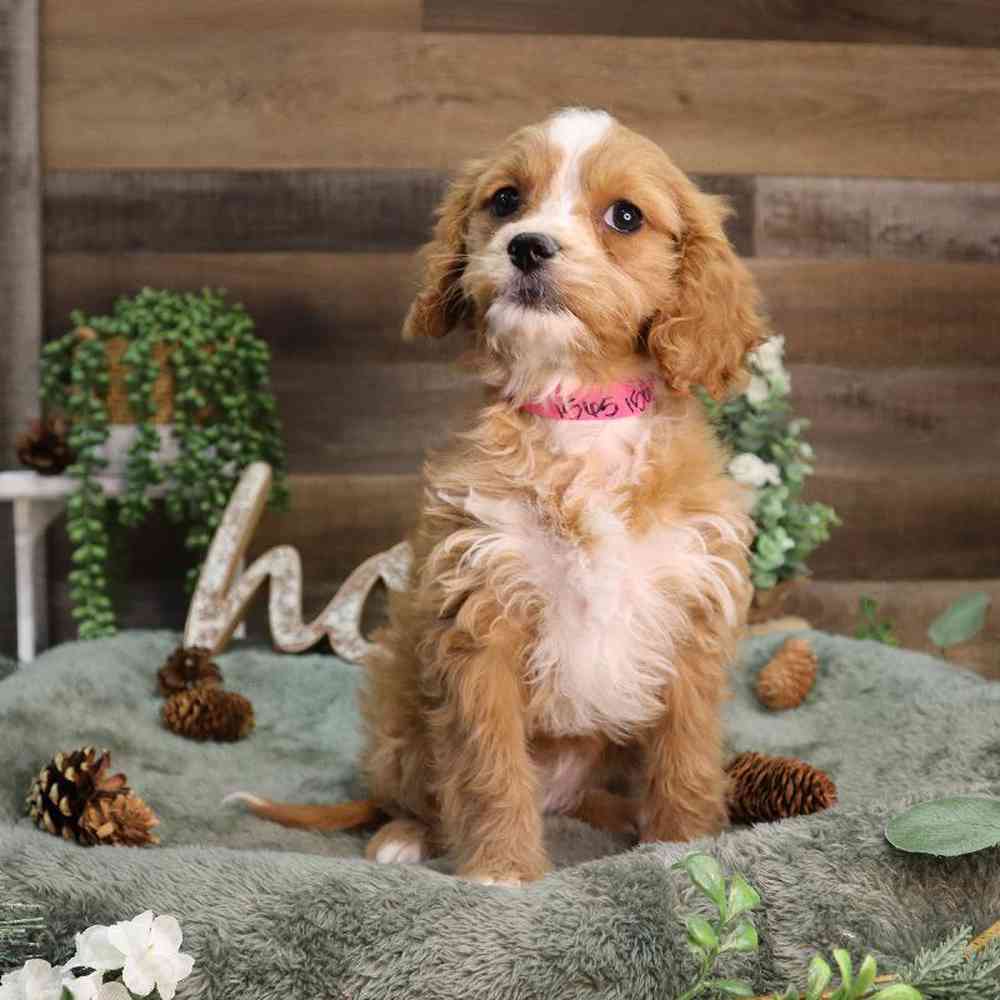 carousel pet images
