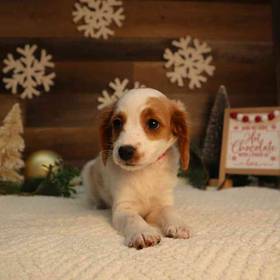 Cavapoo