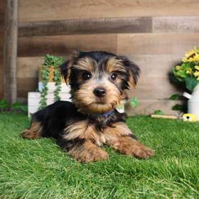 Yorkshire Terrier