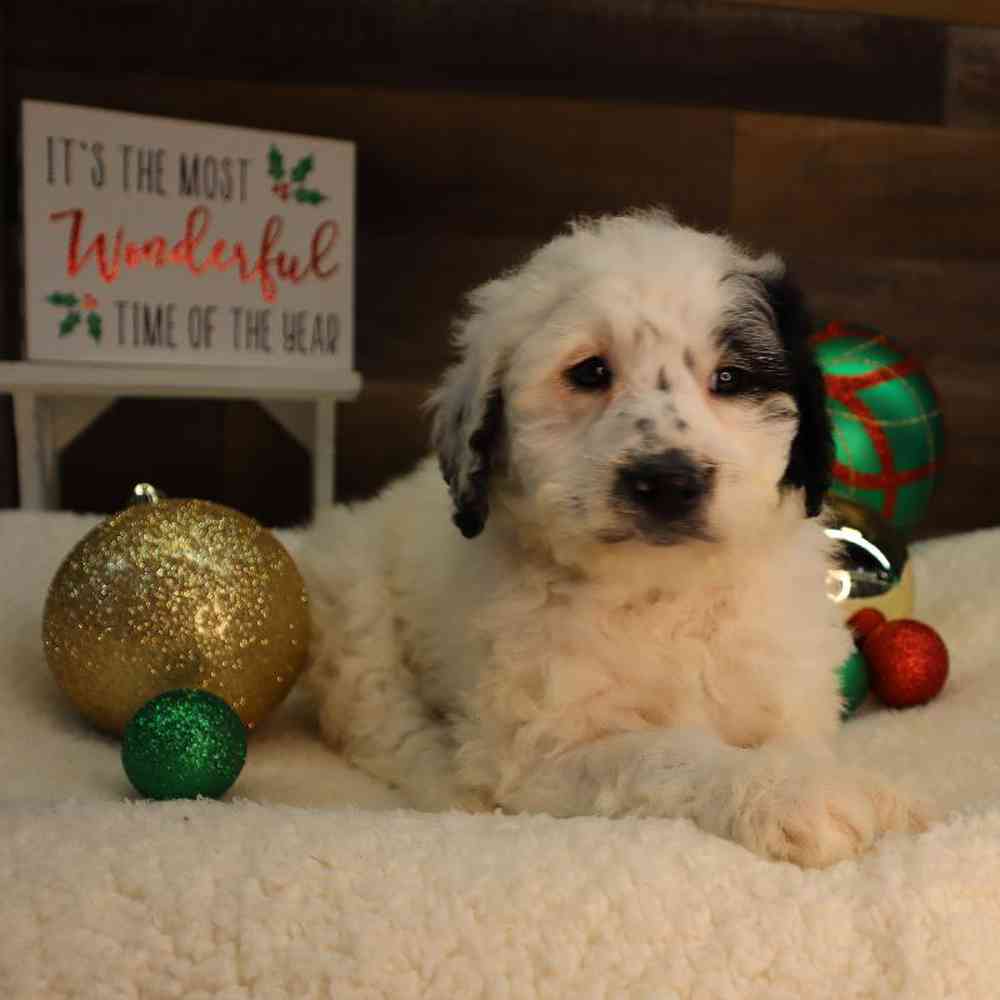 Female Mini BerneDoodle Puppy for Sale in Blaine, MN