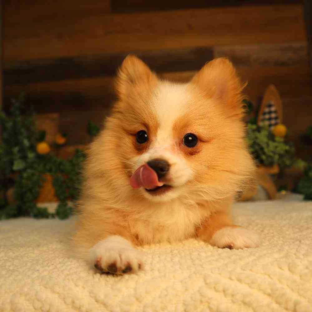 carousel pet images