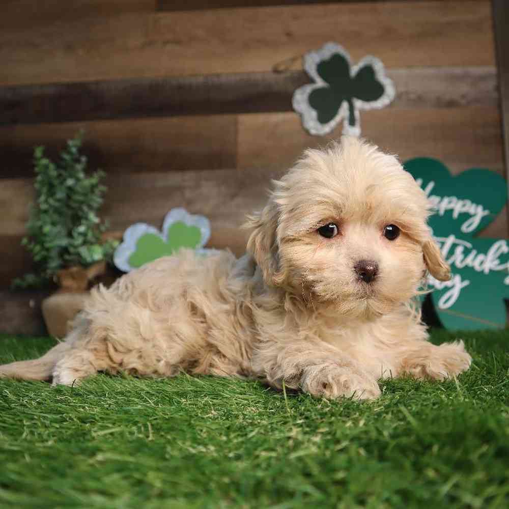 Female Shipoo Puppy for Sale in Blaine, MN