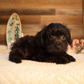 Yorkie-Poo