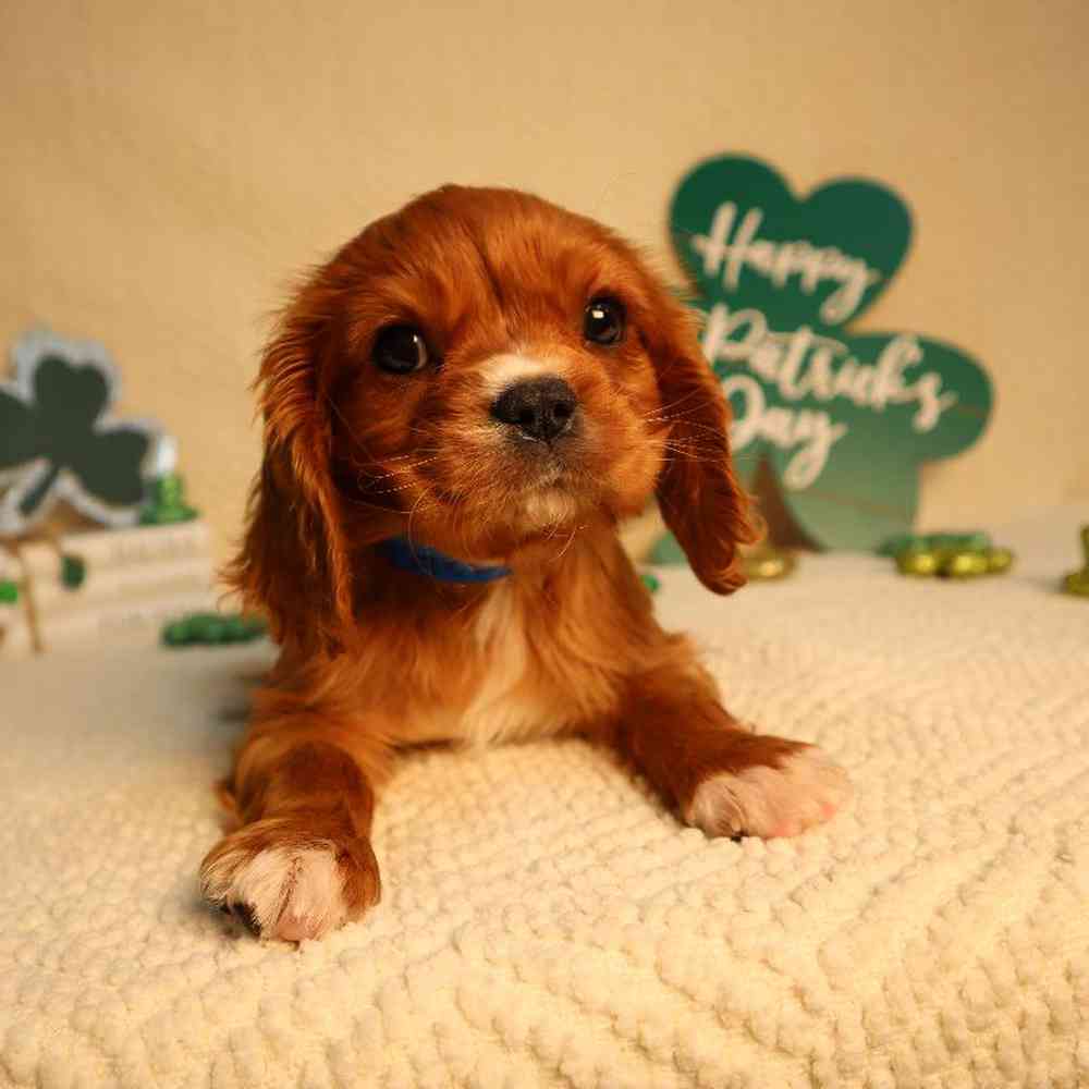 Male Cavalier King Charles Spaniel Puppy for Sale in Blaine, MN