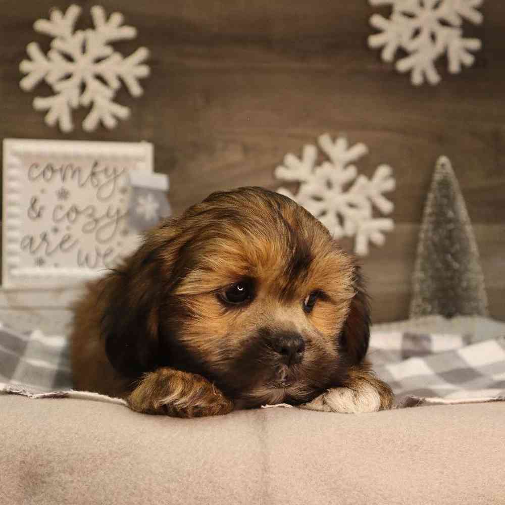 carousel pet images