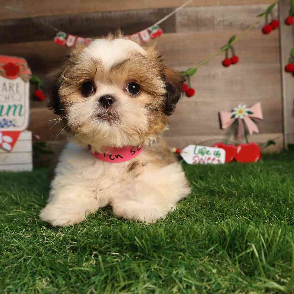 carousel pet images