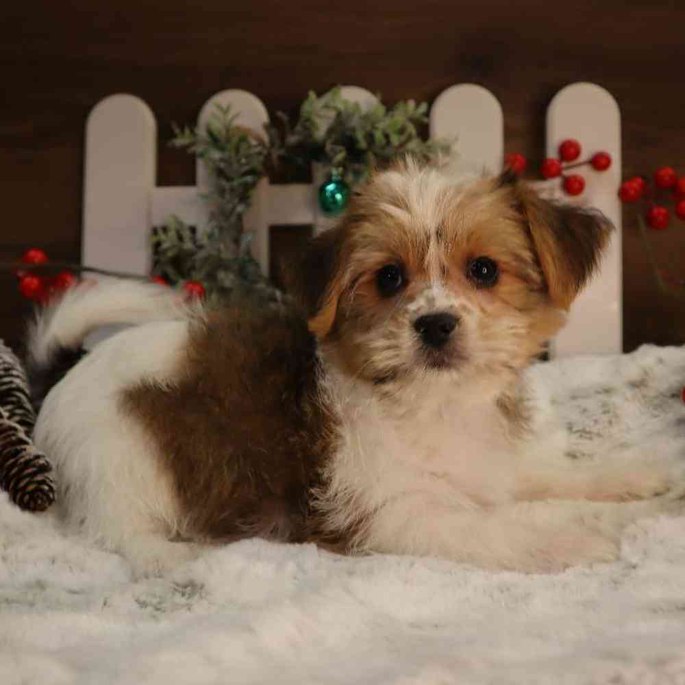 Male Shorkie Puppy for Sale in Blaine, MN