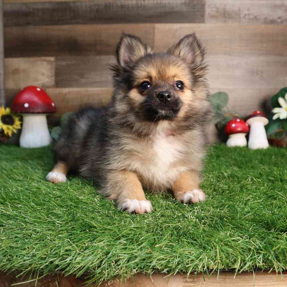 carousel pet images