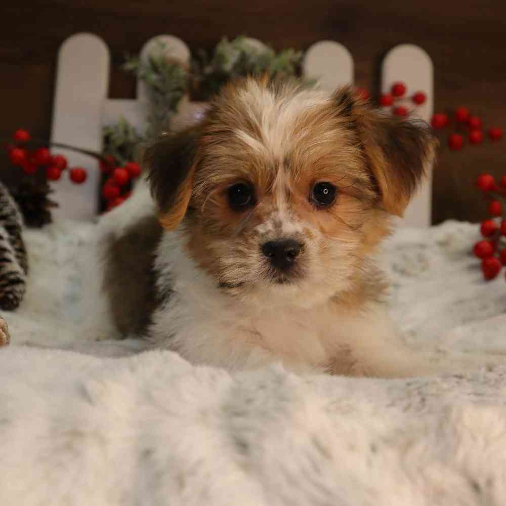 Male Shorkie Puppy for Sale in Blaine, MN