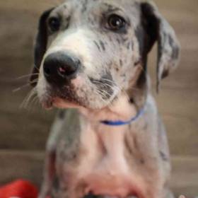 Great Dane