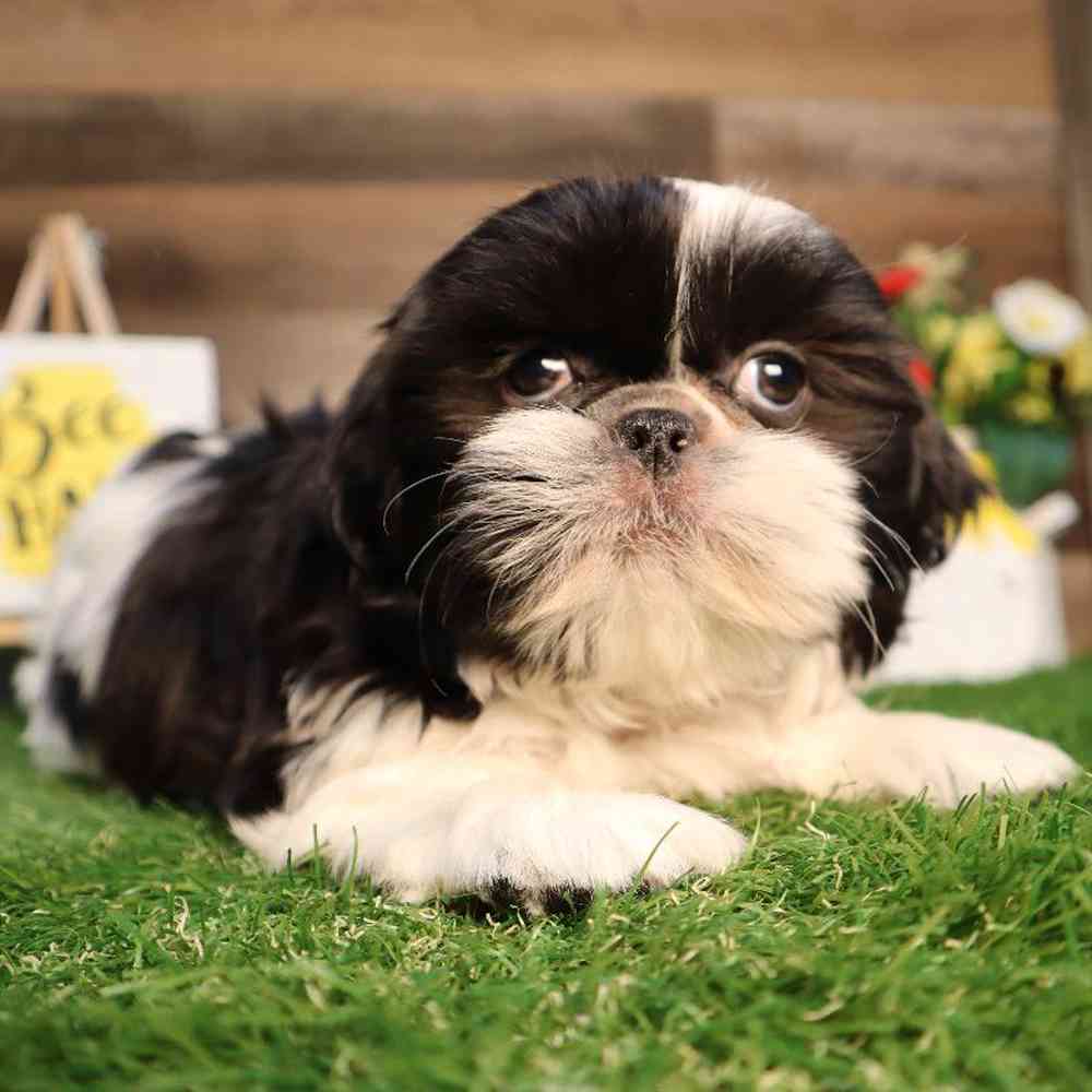 carousel pet images