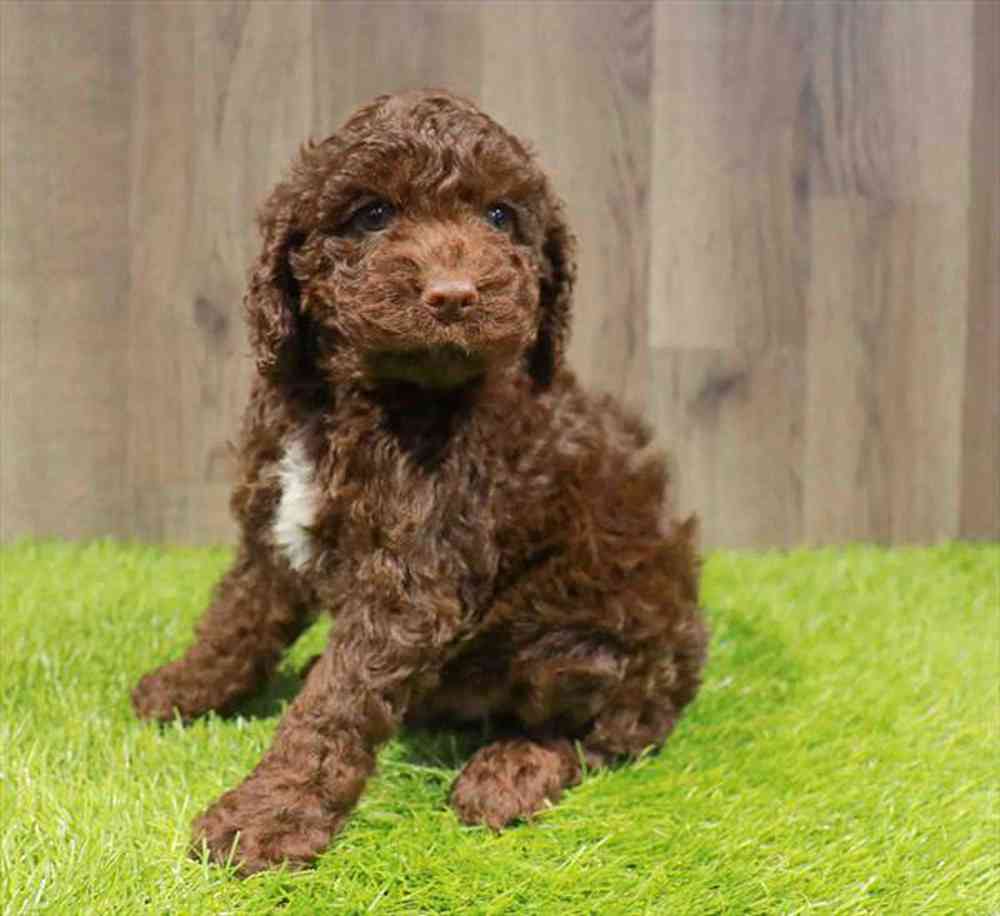 carousel pet images