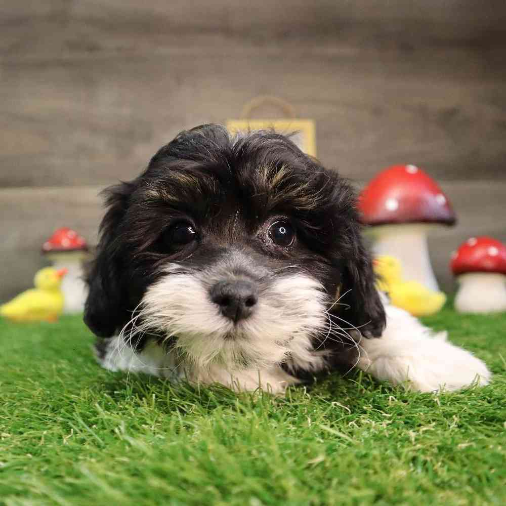 carousel pet images