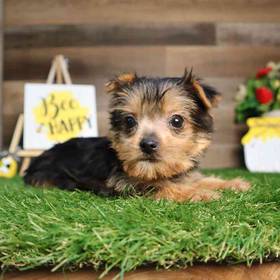 Yorkshire Terrier