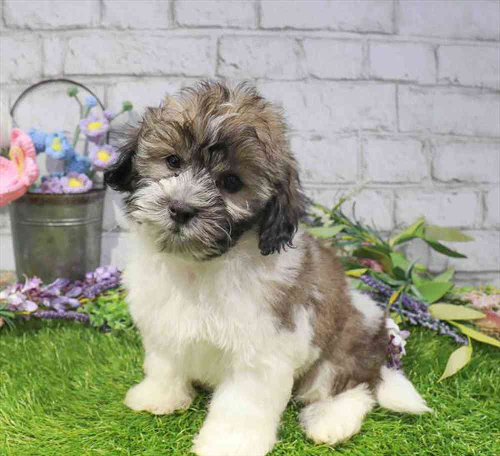 carousel pet images