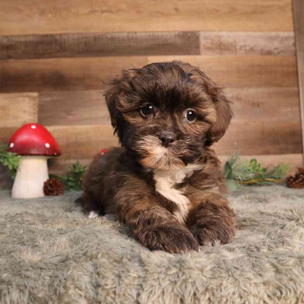 Shipoo Puppy for sale - Four Paws and a Tail