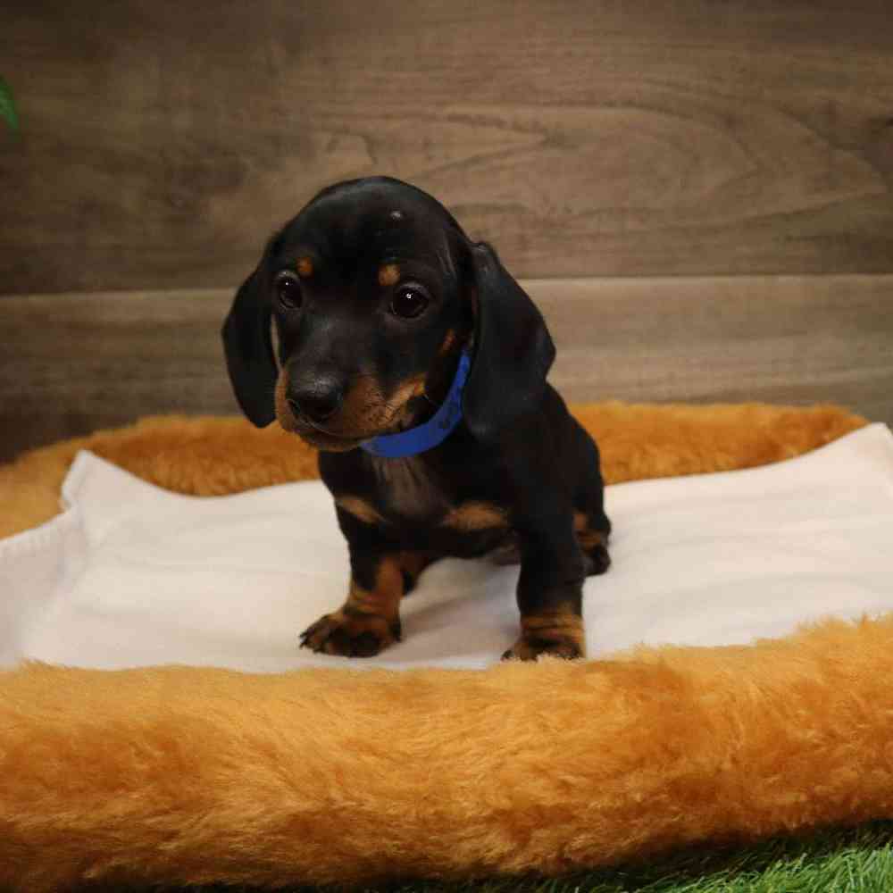 Male Dachshund Puppy for sale