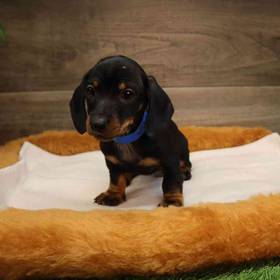 Dachshund