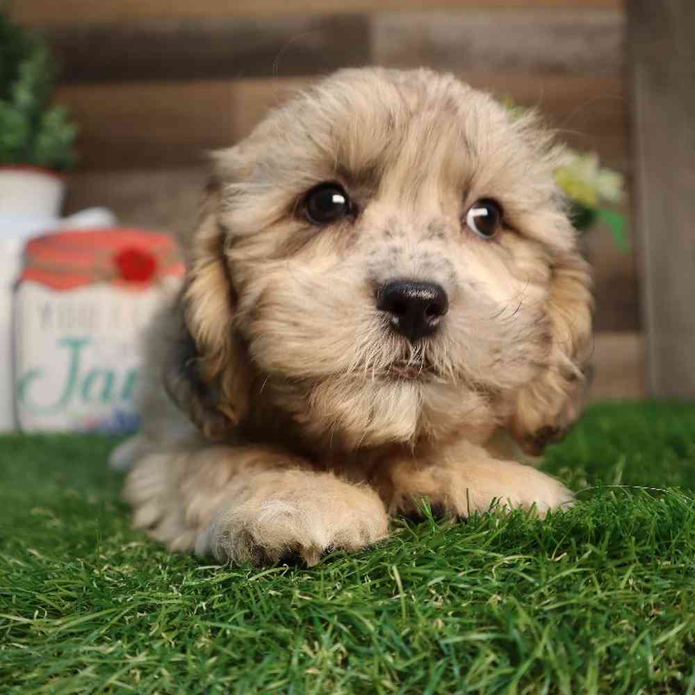 carousel pet images